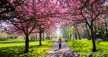 TikTok's Dublin hidden gems from secret restaurants to Chinese gardens - Dublin Live