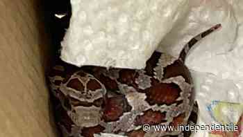 Missing snake reunited with owner in Dublin after Garda appeal - Independent.ie