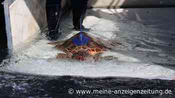 Schildkröte Salina schwimmt nun Langstrecke im Mittelmeer