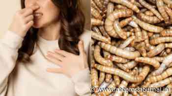Side effect of COVID-19? Months after being infected with coronavirus, Andhra woman finds 150 insects in her - Free Press Journal