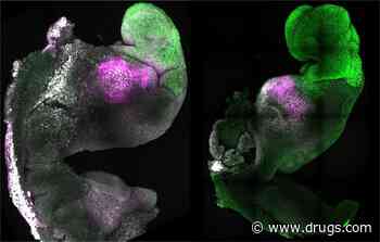 Scientists Create Synthetic Mouse Embryo With Brain, Beating Heart