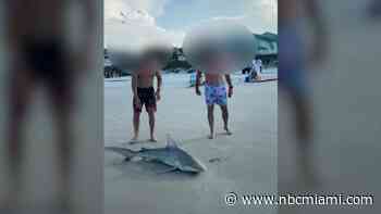 No Charges for Men Caught on Camera Killing Shark Near New Smyrna Beach