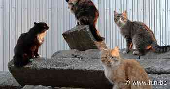 Vzw Zwerfkatjes Zelzate organiseert Barbecue Party ten voordele van zieke katten - Het Laatste Nieuws
