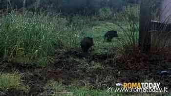 La peste suina non cambia la caccia al cinghiale: le regole della stagione venatoria del Lazio