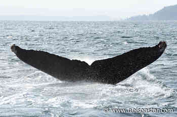 Discovery Islands resurfacing as a B.C. humpback hot spot - Nelson Star