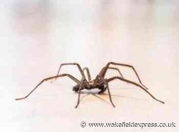 Spider mating season starts as massive arachnids invade Wakefield houses - Wakefield Express