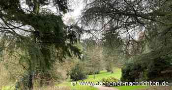 Vandalismus im Von-Halfern-Park: Unbekannte bohren alte Bäume an
