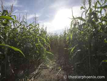 Enjoy the final days of summer: Five things to do this weekend in Saskatoon