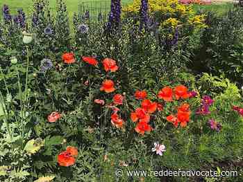Tomlinson: Plenty of plants can still bloom in fall - Red Deer Advocate