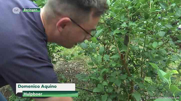 Aantal Limburgse zorgboerderijen daalt zienderogen