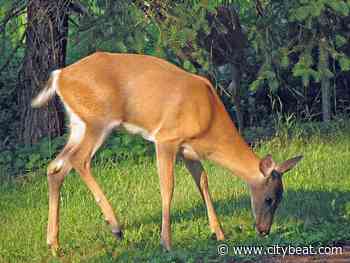 'Zombie' Deer Spotted in Cincinnati's West Side - Cincinnati CityBeat