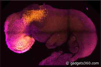 Synthetic Mouse Embryo With Developed Brain Grown Using Stem Cells