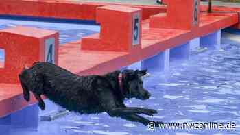 Freibad am Bäker in Varel: Abschwimmen und Hundeschwimmen - NWZonline