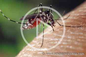 Why Do Some People Get Bit by Mosquitoes More Than Others? - Omineca Express