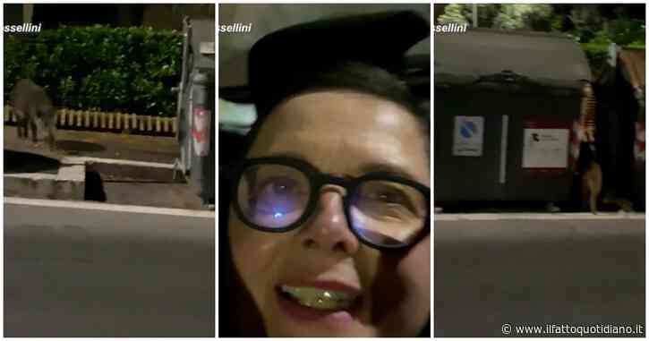 Isabella Rossellini e l’incontro ravvicinato con due cinghiali per le strade di Roma: il video condiviso sui social