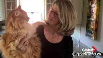 New by-law would mean Moncton animal control services just apply to dogs - Global News