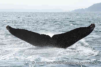 Discovery Islands resurfacing as a B.C. humpback hot spot - Ashcroft Cache Creek Journal