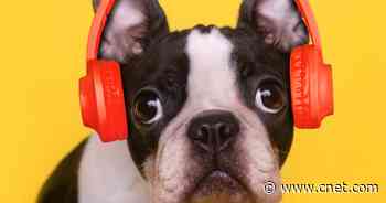 National Dog Day Is Today: Gift Your Pooch With a Pet Playlist     - CNET