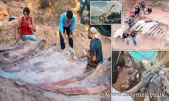 Portugal dinosaur: Giant sauropod skeleton found in man's backyard