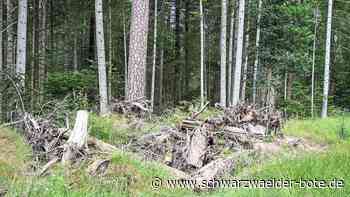 Serie »Unser Wald«: Stoll kennt die Besonderheiten des Altensteiger Forsts