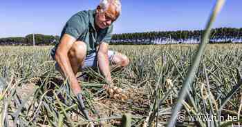 Landbouwers kunnen droogteschade laten bepalen door schattingscommissie | Brakel | hln.be - Het Laatste Nieuws