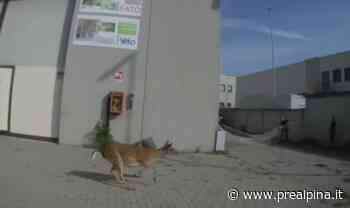 Rho, cervo fugge sul Sempione - La Prealpina