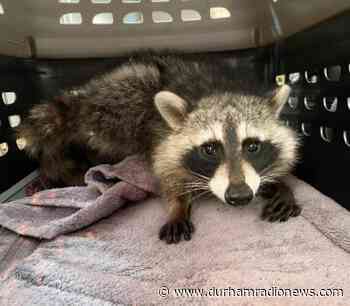 Toronto Wildlife Centre says one person charged after raccoon poisoned - durhamradionews.com
