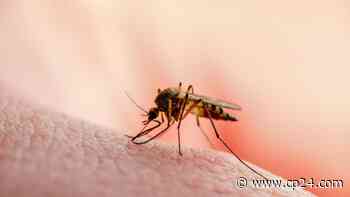 More West Nile virus positive mosquitoes found in Durham region - CP24