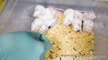 Ethics Consult: Let Researcher Create Mouse-Human Brain? MD/JD Weighs In