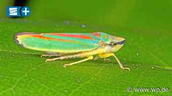 Meschede: Ulkige Mini-Insekten befallen Rhododendron-Büsche - WP News