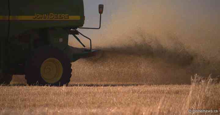 Saskatchewan producers see significant improvement in harvest conditions - Global News