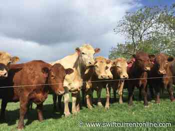 Anthrax detected in ruminants near Alberta-Saskatchewan border - SwiftCurrentOnline.com