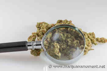 Nebraska Officials Will Take A Second Look At Signatures For Rejected Medical Marijuana Ballot Measures - Marijuana Moment