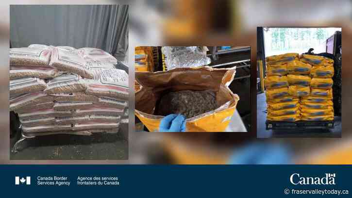 Vancouver-area border guards intercept massive cannabis stash leaving Canada as CBSA seeks to disrupt criminal rings