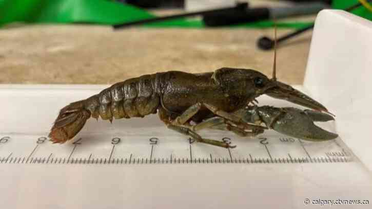 'Suspect there are more': Parks Canada captures invasive crayfish