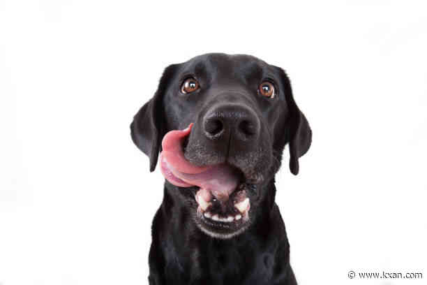 Krispy Kreme unleashes Doggie Doughnuts