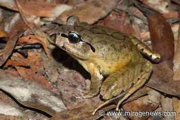 Wild about Gloucester? Get Down to our Threatened Species Festival - Mirage News