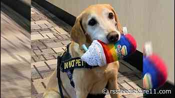 MSP explosive detection dog is TSA's '2022 Cutest Canine'