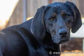 Celebrate International Dog Day by entering our contest