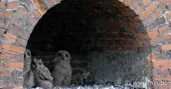 Leuvense oehoekuikens overleden in Vogel- en Zoogdierenopvangcentrum in Heusden-Zolder - Het Laatste Nieuws