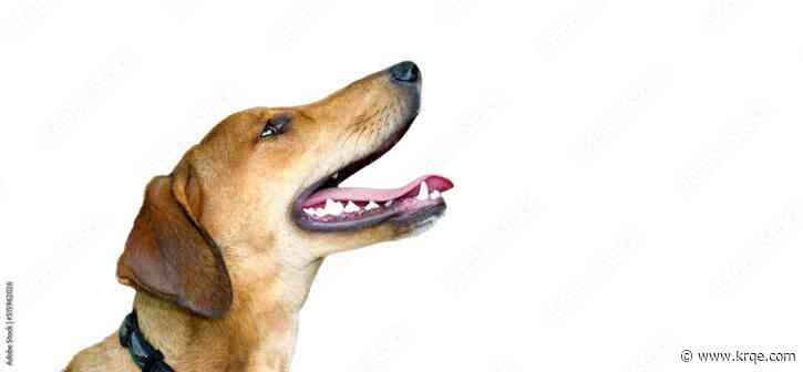 Film director hosting 'Concert 4 Critters'