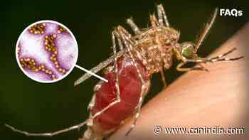Vaughan mosquito sample tests positive for West Nile virus - how to protect yourself - CanIndia News