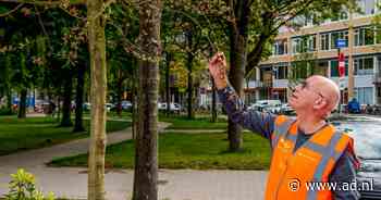 Natuur lijdt onder droogte, maar deze boom doet het goed: 'Hitte zit in z'n DNA!' - AD