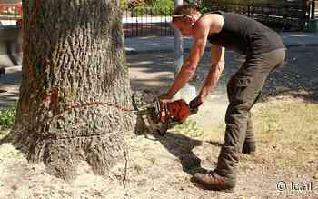 Boom wijkt voor nieuwbouw in Harkema - Leeuwarder Courant