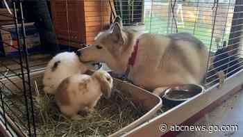 WATCH:  Husky hilariously thinks she’s one of the bunnies