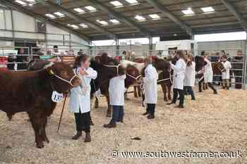 Cornwall Pedigree Beef Calf Show 2022 in Wadebridge - South West Farmer