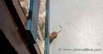 Cornwall pub 'kept serving food and drinks' after rat was seen behind bar - Cornwall Live