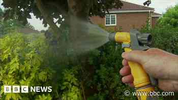Hosepipe ban: Restrictions come into force in Cornwall - BBC