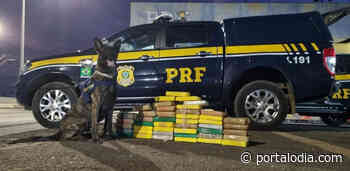 Timon: Cão farejador da PRF encontra carga de cocaína avaliada em R$ 7 milhões - Portal O Dia