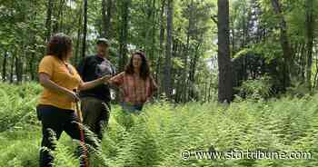 Small-scale forest landowners gain foothold in U.S. carbon markets - Star Tribune